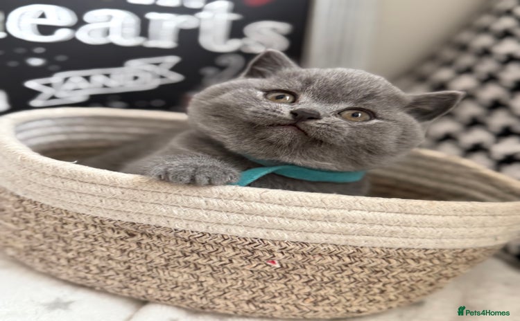 British Shorthair cats Adorable British Shorthair - Advert 2