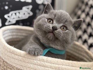 British Shorthair cats Adorable British Shorthair- 2 boys left - Advert 1