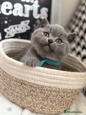 British Shorthair cats Adorable British Shorthair - Advert 10