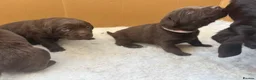 Labrador Retriever dogs for sale: Beautiful Chocolate Labrador Puppies - 09/03/2026 - Advert 29