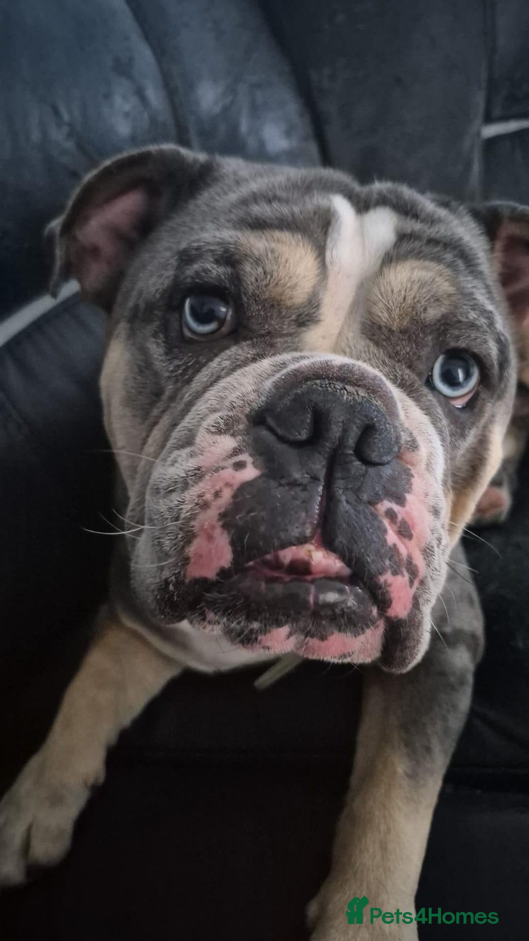 Dorset Olde Tyme Bulldogge dogs Beautiful 4 year old english bulldog - Advert 1