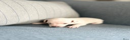 Italian Greyhound dogs for sale: 🐾Exceptional litter of KC Italian Greyhounds 🐾 - Advert 15