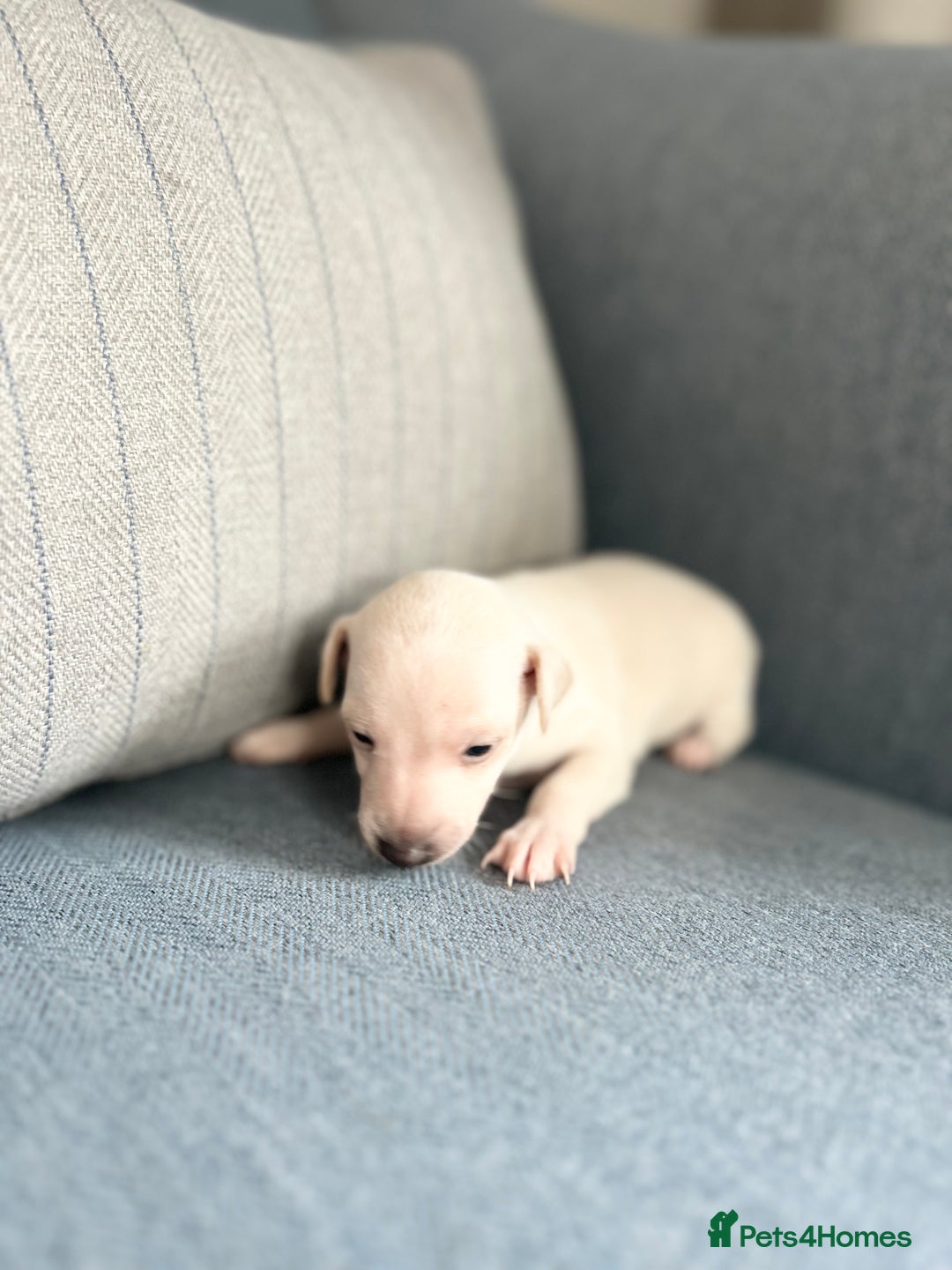 Italian Greyhound dogs for sale: 🐾Exceptional litter of KC Italian Greyhounds 🐾 - Advert 15