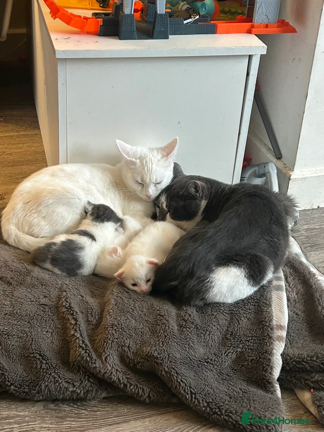 Mixed Breed cats for sale: Half Turkish angora kittens - Advert 1