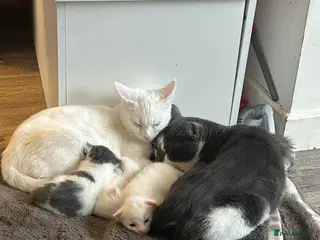 Mixed Breed cats Half Turkish angora kittens - Advert 5