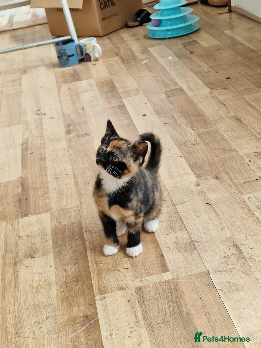 Mixed Breed cats for sale: Very special tortie and white girl - Advert 11