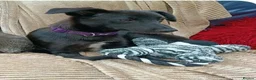 Mixed Breed dogs for adoption: Purple for adoption - Advert 5