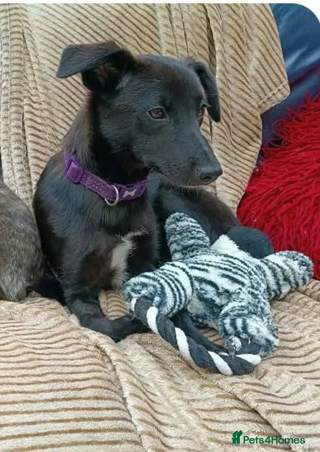 Mixed Breed dogs for adoption: Purple for adoption - Advert 5