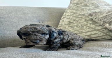 Cavapoo dogs - Advert 2
