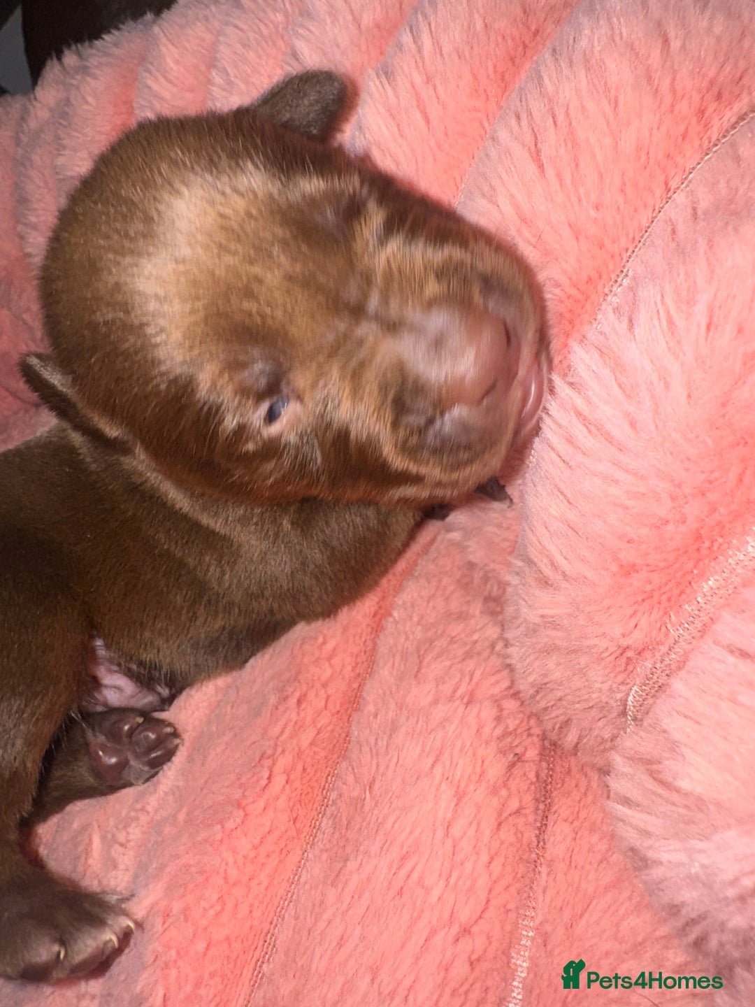 Mixed Breed dogs for sale: Shar Pei cross breed X Labrador Puppies  - Advert 21