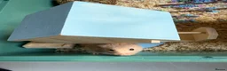 Hamster rodents for sale: 1-Year-Old Syrian Hamster + Full Setup (Rehoming) in Pudsey - Advert 4