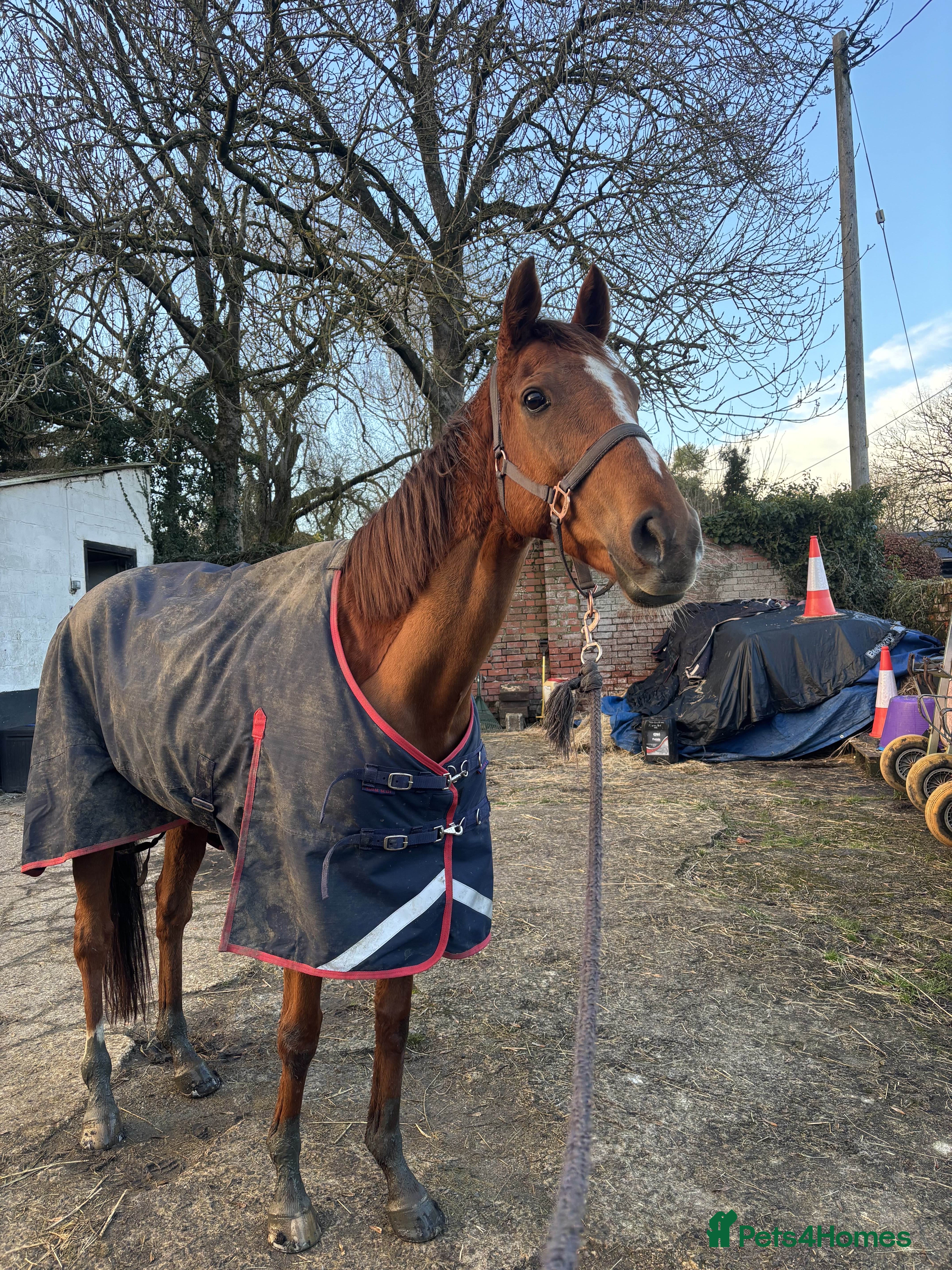 Irish Thoroughbred horses Bless The Moon  - Advert 1