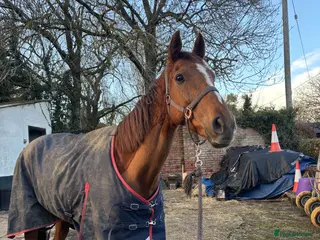 Irish Thoroughbred horses Bless The Moon - Advert 1