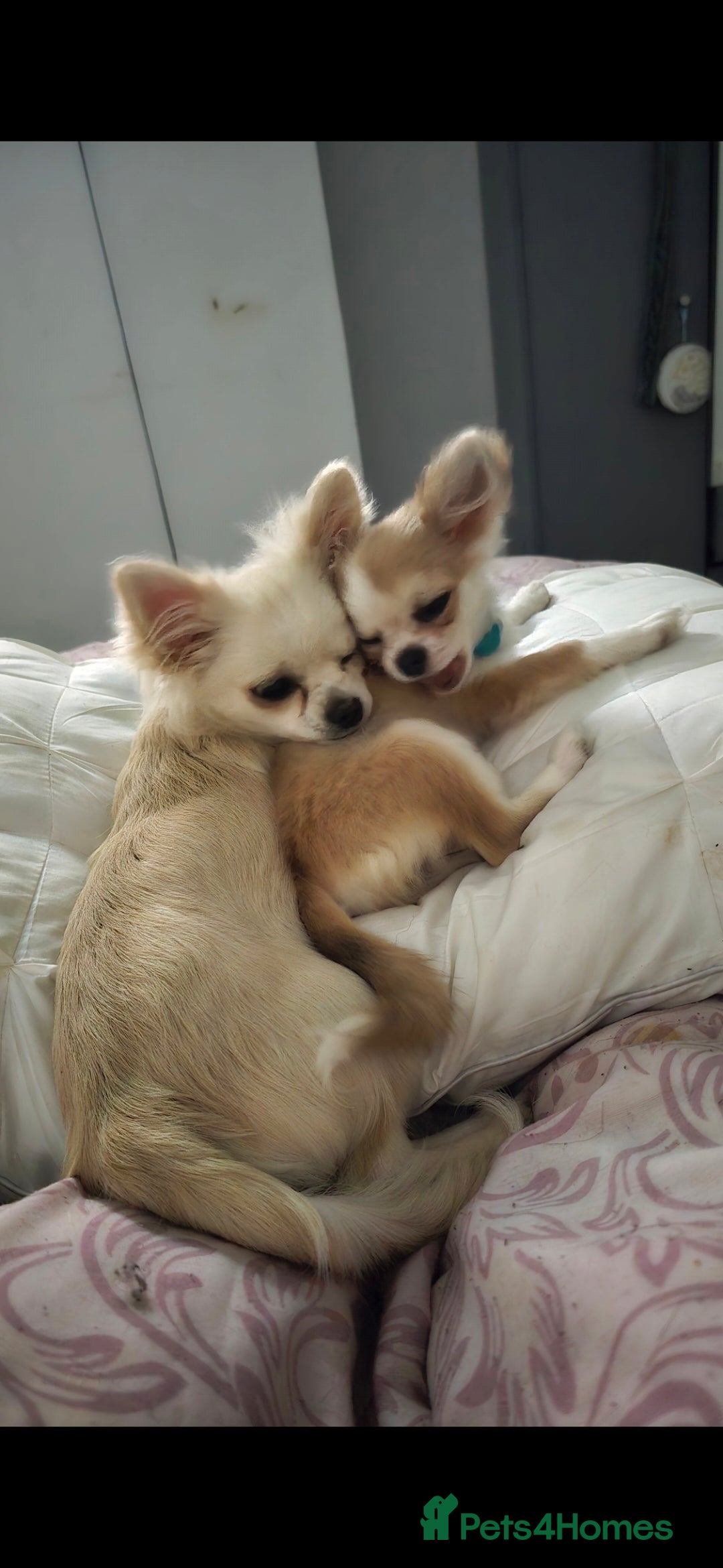 Chihuahua dogs for sale: Rocky ❤️ - Advert 2