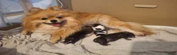 Pomeranian dogs for sale: Beautiful pomeranian pups just born!! - Advert 1