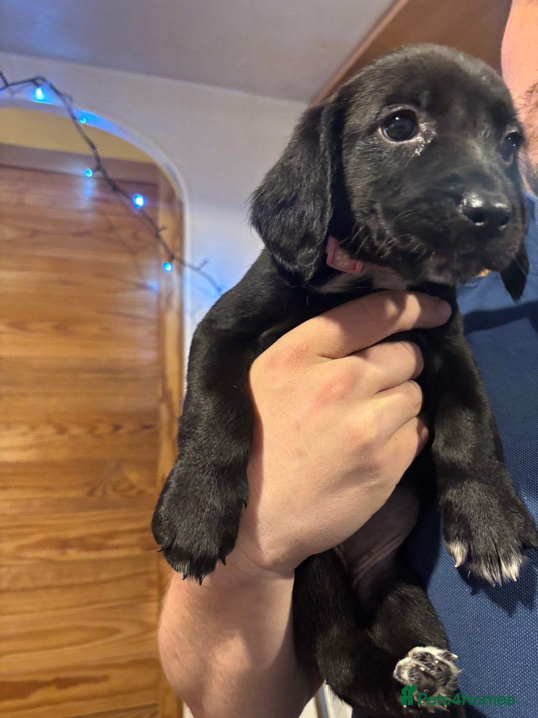 Springador dogs for sale: Springadors  - Advert 3