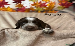 Sprocker dogs for sale: Beautiful Sprocker puppies  - Image 2