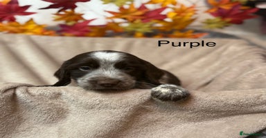 Sprocker dogs - Advert 2