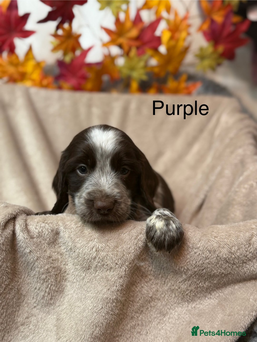Sprocker dogs for sale: Beautiful Sprocker puppies  - Image 2