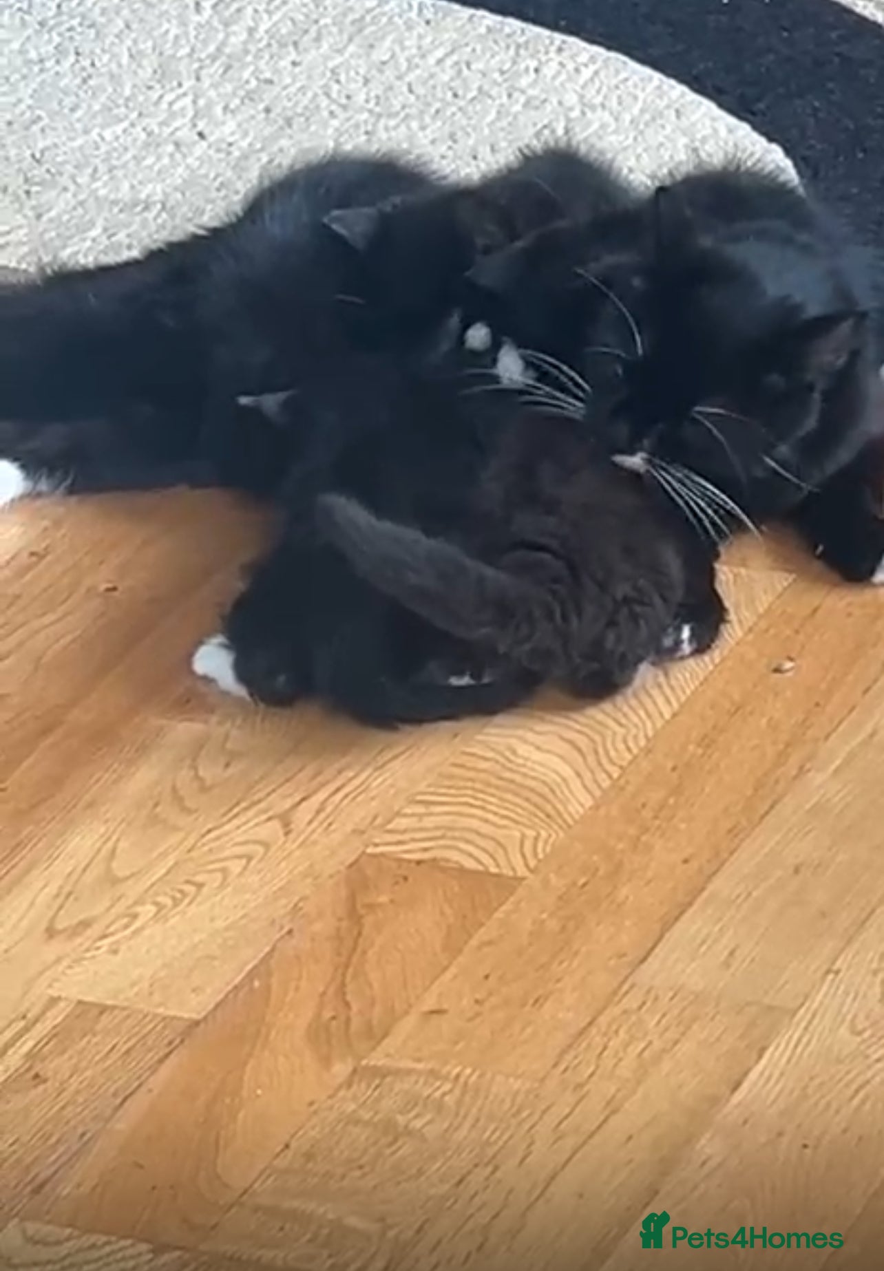 Turkish Van cats Kittens turkish Van  - Advert 2