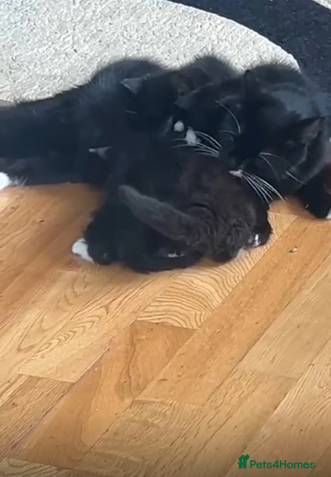 Turkish Van cats for sale: Kittens turkish Van  - Advert 1