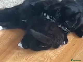 Turkish Van cats Kittens turkish Van - Advert 1