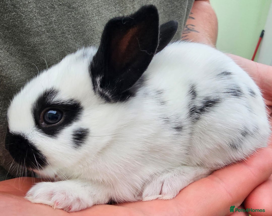 English Spot rabbits for sale: English spot x continental giant  - Image 9