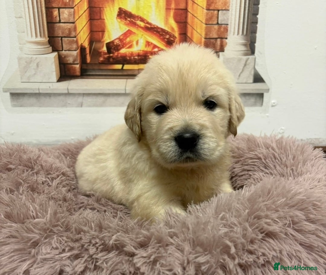 Golden Retriever dogs for sale: KC Golden Retriever Puppies for sale - Advert 11
