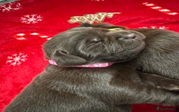 Labrador Retriever dogs for sale: 5 Stars 🌟 Chocolate Labradors  🌟  - Image 12