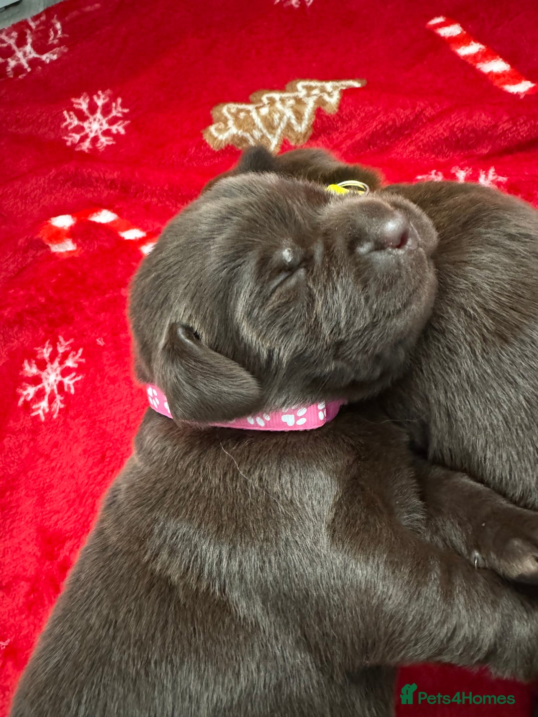 Labrador Retriever dogs for sale: 5 Stars 🌟 Chocolate Labradors  🌟  - Image 12