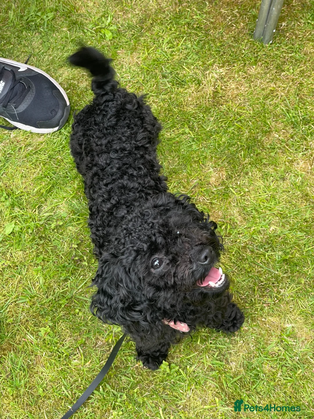 Toy Poodle dogs for sale: Adorable Chocolate Curly-Coated Puppies for Sale - Advert 12