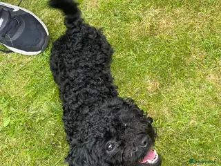 Toy Poodle dogs Adorable Chocolate Curly-Coated Puppies for Sale - Advert 18