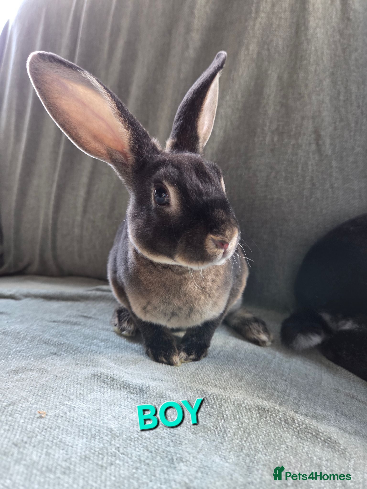 Rex rabbits Super Tame Velvet Mini Rex 2 🩷🩷 1 🩵   - Advert 2