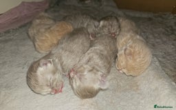 Ragdoll cats for sale: Beautiful Ragdoll Longhair kittens - Image 7