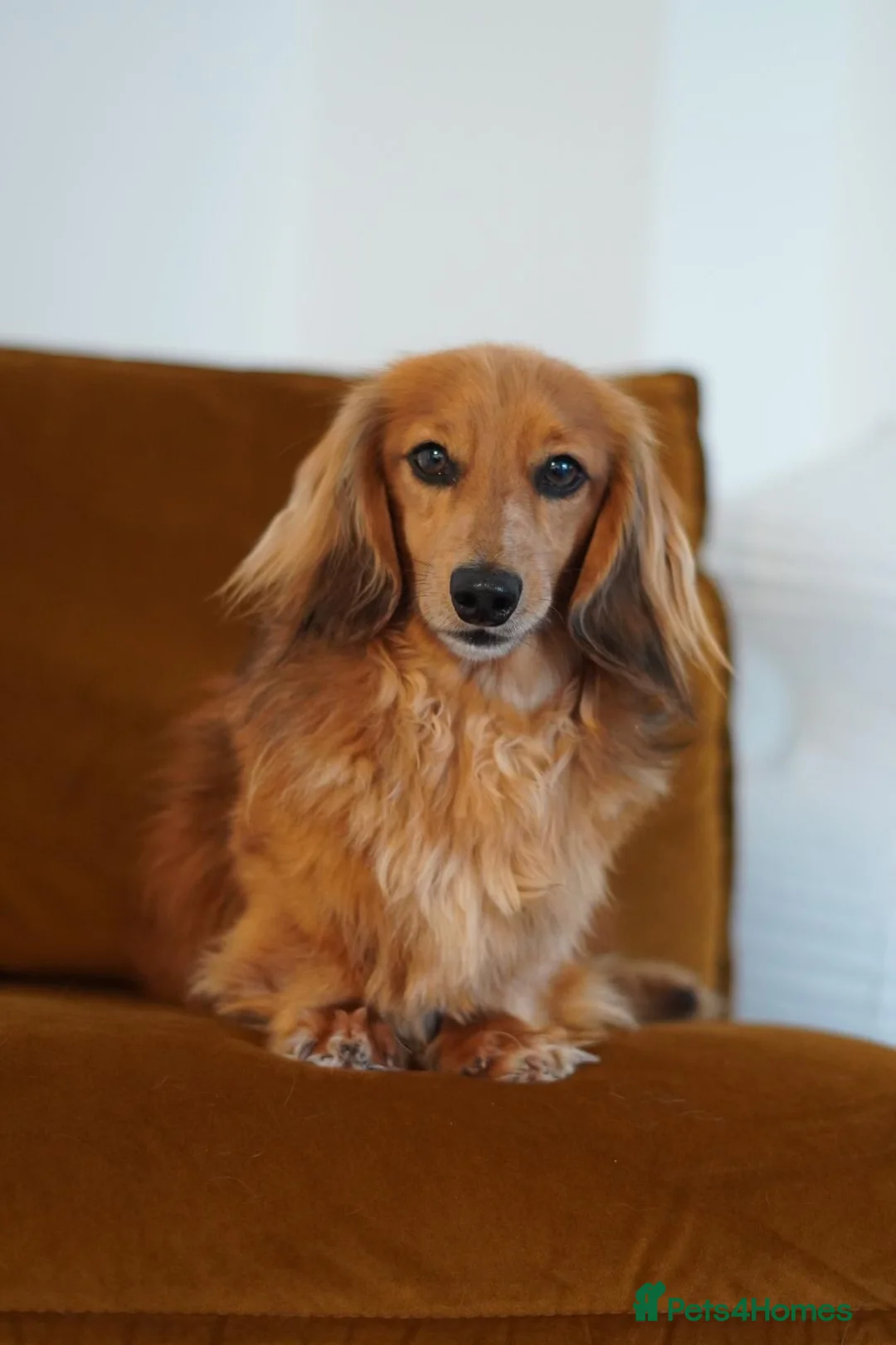 Miniature Dachshund dogs for sale: Outstanding KC Black & Tan Miniature Dachshund Boy - Advert 2