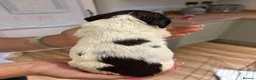 English Springer Spaniel dogs for sale: KC Registered English Springer Spaniel Puppies  - Advert 14