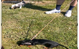 Dachshund dogs for sale: 2 Sausage dog female puppies for sale - Image 5