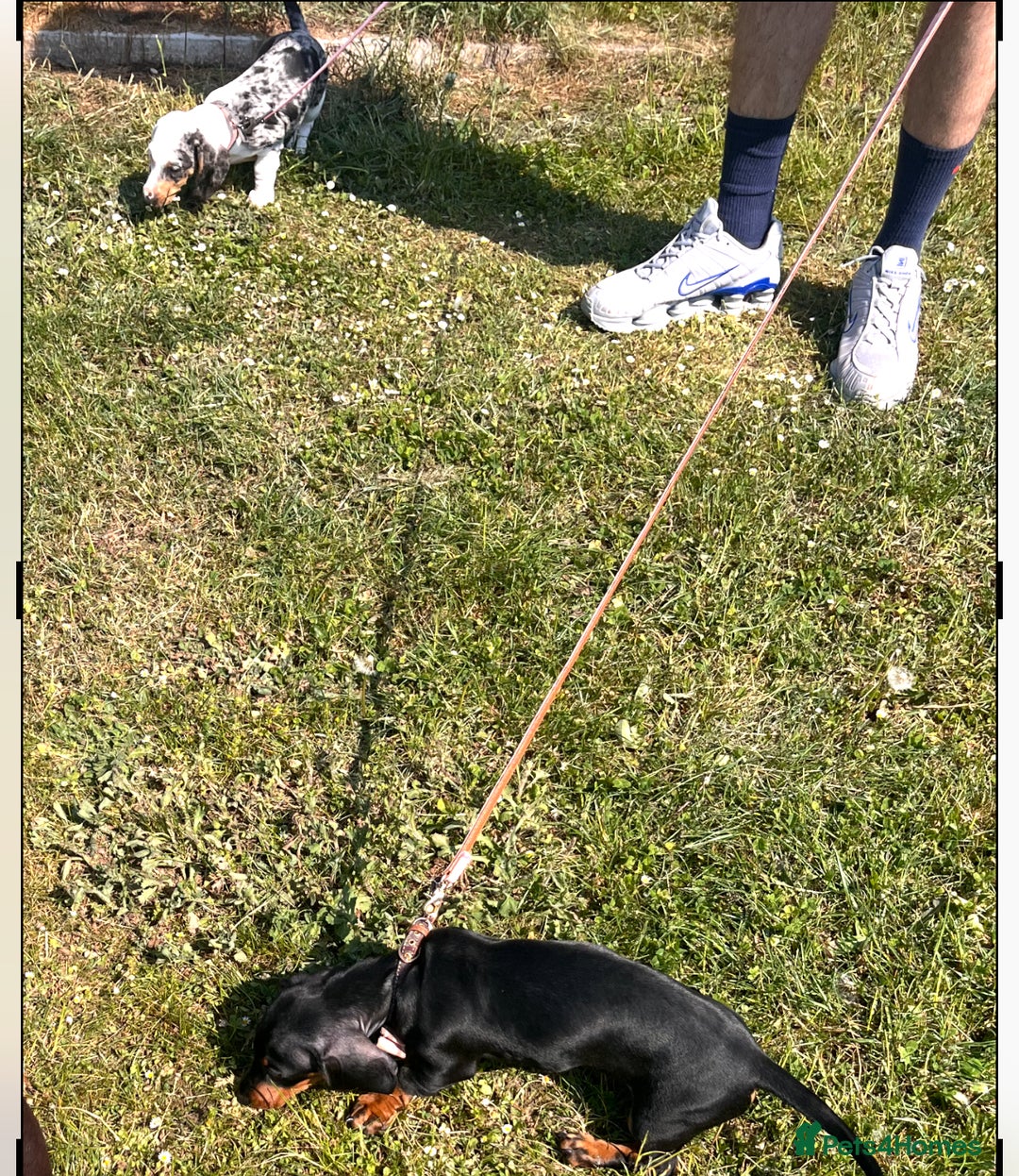 Dachshund dogs for sale: 2 Sausage dog female puppies for sale - Image 5