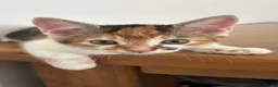 Mixed Breed cats for adoption: Adorable All Girl Kittens in Rainham - Advert 6