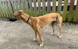 Lurcher dogs for sale: Sandy  - Image 5