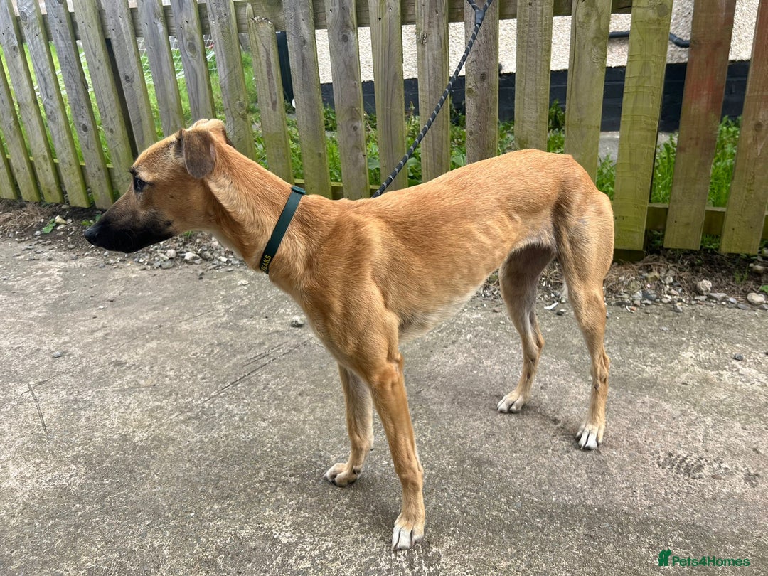 Lurcher dogs for sale: Sandy  - Image 5