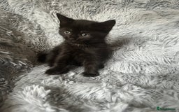 Mixed Breed cats for sale: 4 beautiful kittens for sale.  - Image 9