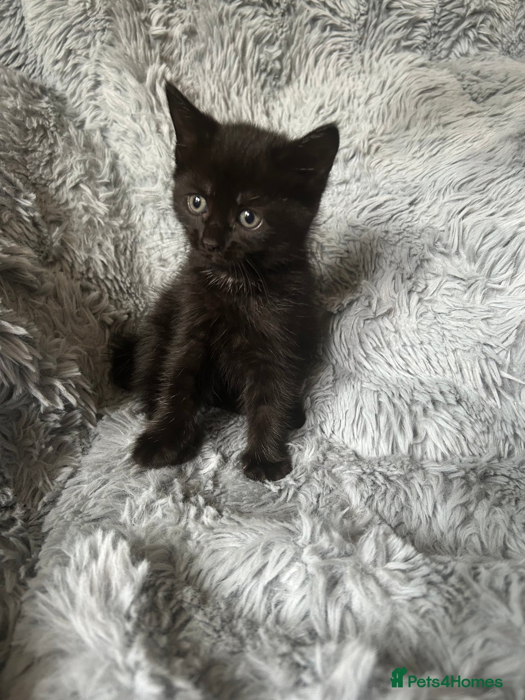 Mixed Breed cats for sale: 4 beautiful kittens for sale.  - Image 9