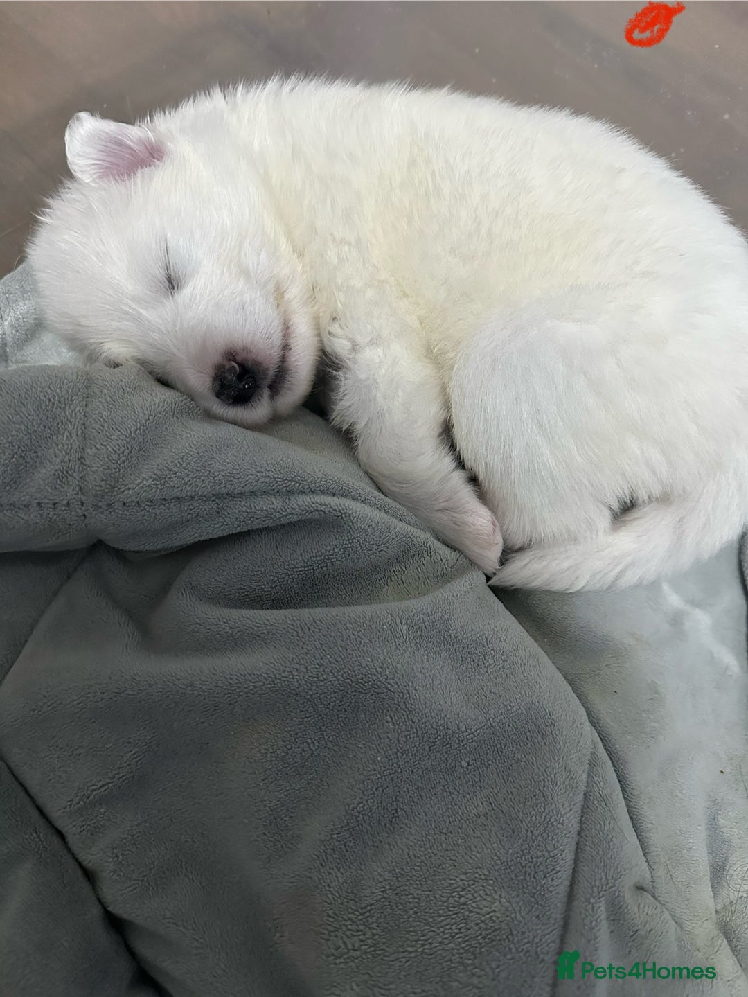 Samoyed dogs for sale: Adorable Samoyed Puppies for Sale!  - Advert 23