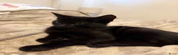 Mixed Breed cats for sale: Blue and Black Bonded Pair Male Kittens - Advert 19
