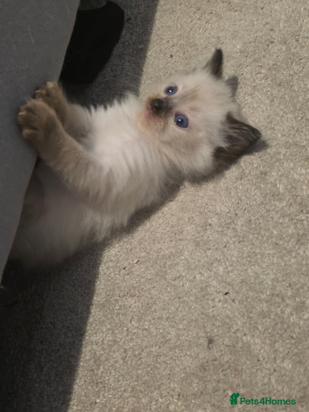 Ragdoll cats for sale: Pure ragdoll kittens  - Advert 3