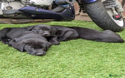 Labrador Retriever dogs for sale: Last black lab bitches available  - Image 12