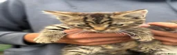 Mixed Breed cats for sale: 3 Tabby Kittens  in Colwyn Bay - Advert 5