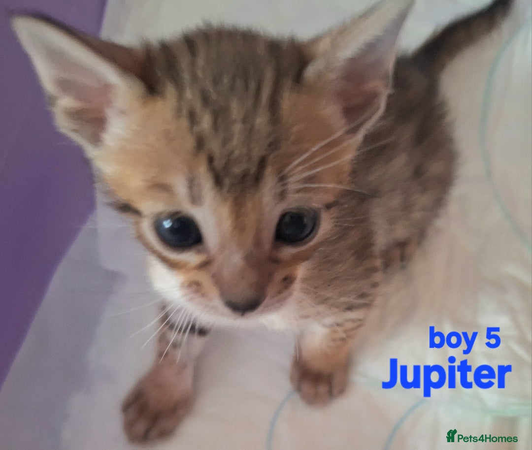 Savannah cats for sale: Savannah SBTF6 cubs with Serval traits stunning - Advert 30