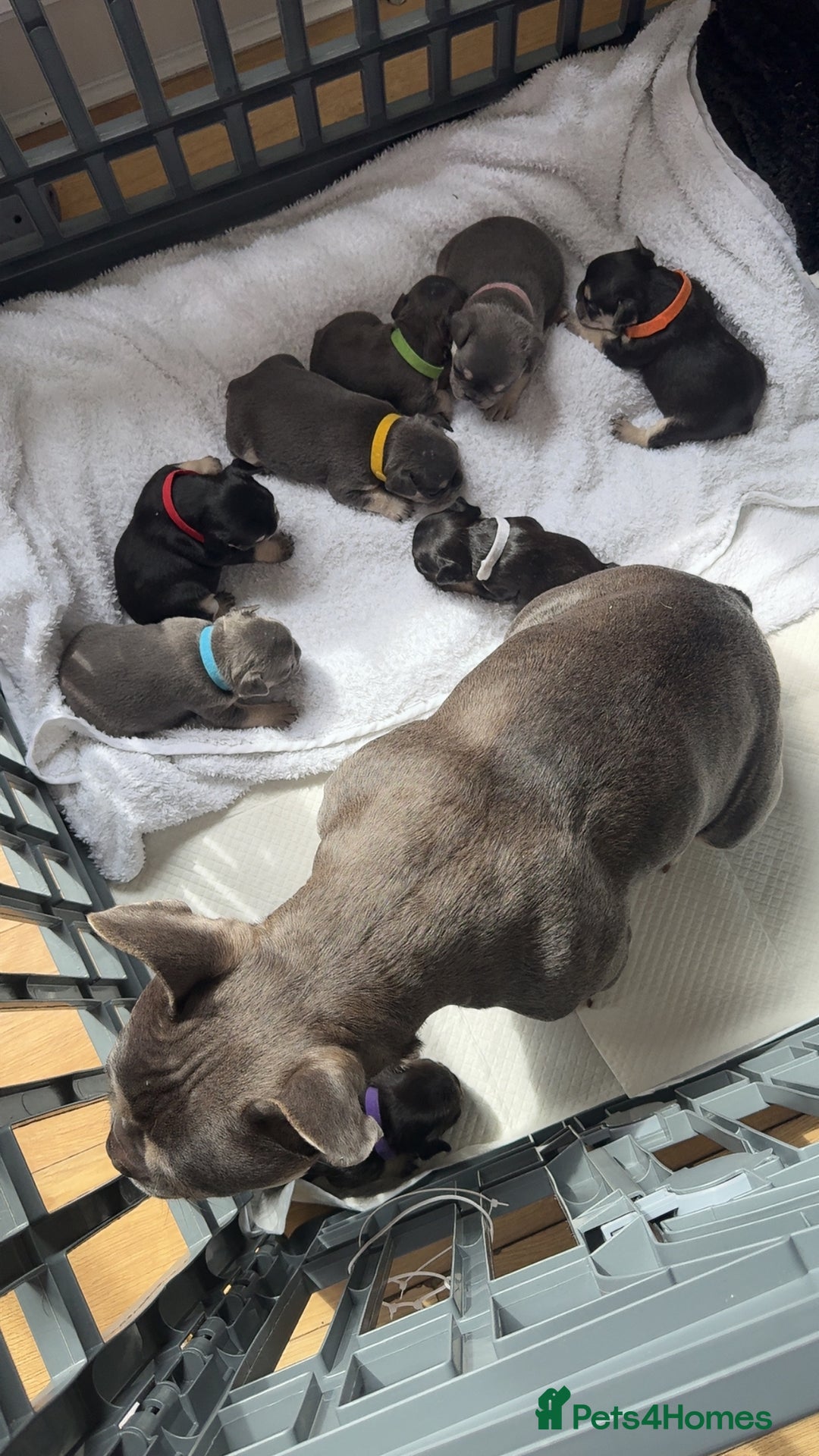 French Bulldog dogs for sale: FRENCH BULLDOG PUPPIES READY NOW!   🐾 - Image 26